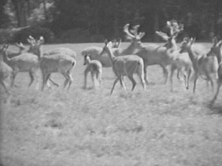 Deer 1938 5236