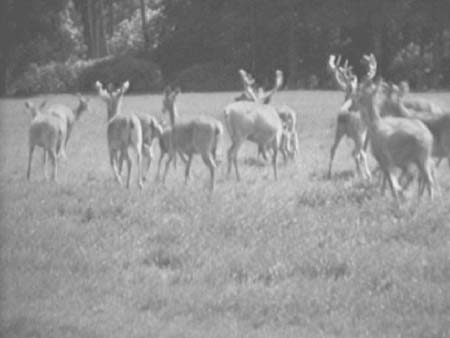 Deer 1938 5237