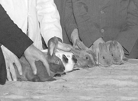 1947 Rabbit Show 02