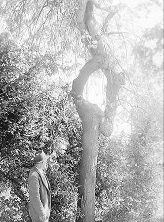 1948 Strange Tree 01