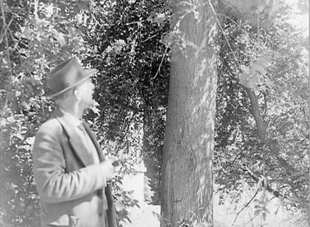 1948 Strange Tree 03