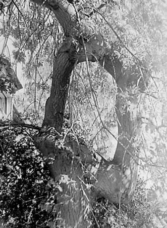 1948 Strange Tree 04