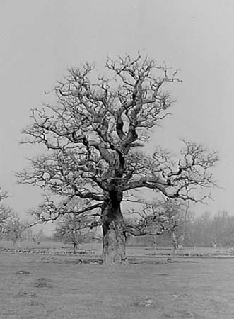1945 Giant Tree 01