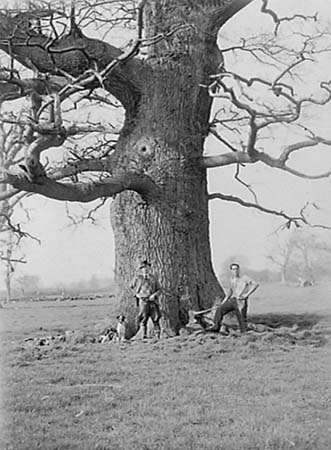 1945 Giant Tree 02