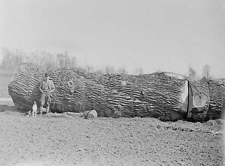 1945 Giant Tree 07