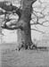 1945 Giant Tree 02